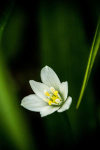 Close-up of white flowering plant