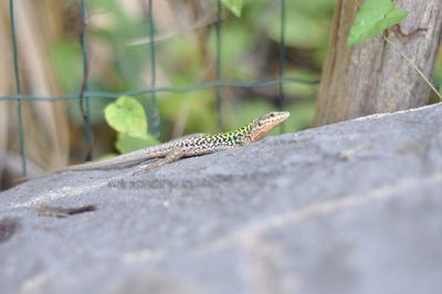 Close-up of lizard on rock