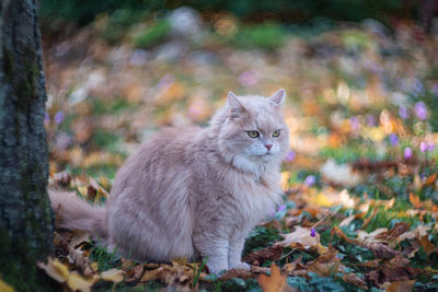 Tabby cat sitting in the yard pet enjoying being outside cute cat relaxing outdoor siberian race