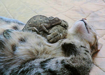 Close-up of monkey