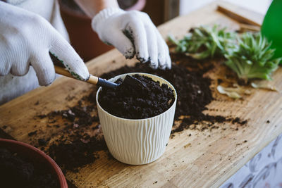 Home garden. how to transplant repot a succulent, propagating succulents. woman gardeners hand 