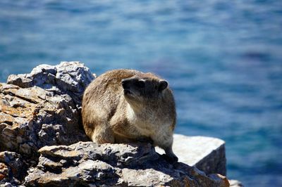 View of sheep on rock by sea