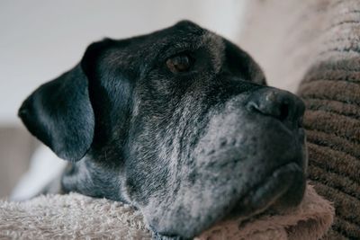 Close-up of a dog looking away