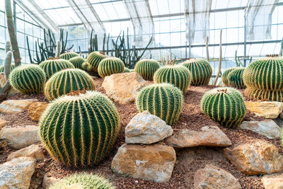 Cactus growing in greenhouse