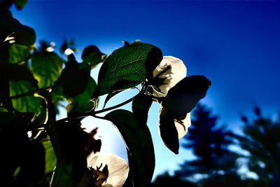 Close-up of plant against black background