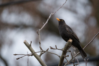 Close-up of bird perching on branch