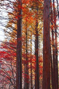 Low angle view of trees in forest during autumn