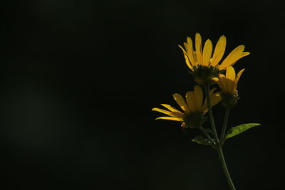 Close-up of yellow flowers against black background