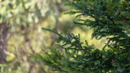 Close-up of pine tree