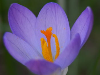 Close-up of purple crocus flower