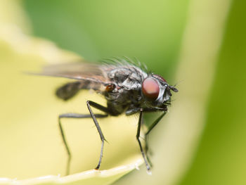 Close-up of fly on leaf