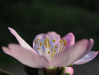 Close-up of pink flower