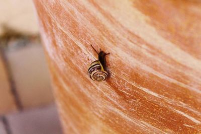 Close-up of snail on wooden surface