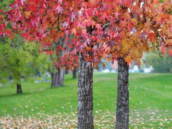 Autumn tree in park