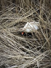 Full frame shot of fishing net