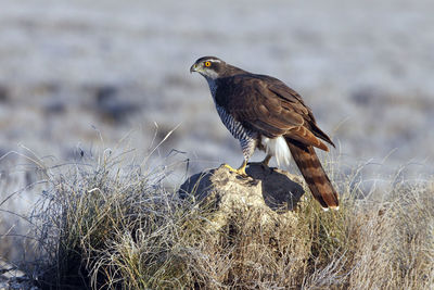 Close-up of bird perching on a field