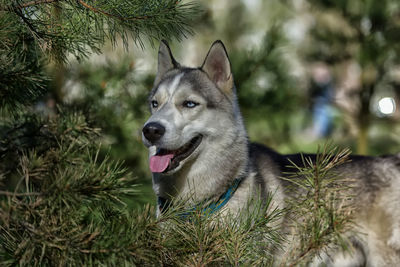 Portrait of dog looking away