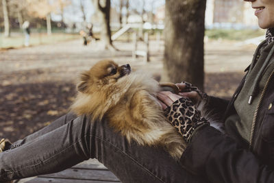 Midsection of woman playing with fluffy pomeranian on lap at park