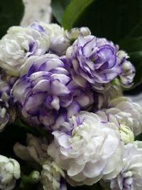 Close-up of purple flowers