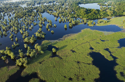 High angle view of trees by lake