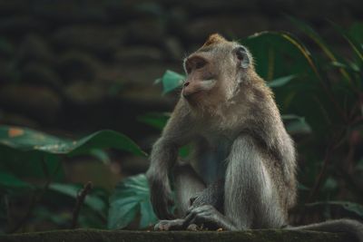Monkey sitting on plant outdoors