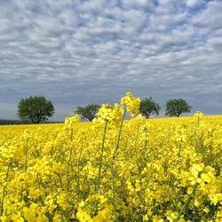 Scenic view of field against cloudy sky