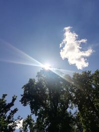 Low angle view of sunlight streaming through trees