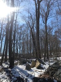 Sunlight streaming through trees in forest during winter