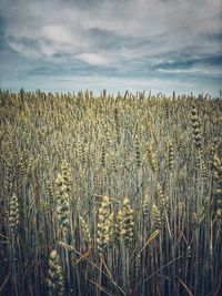 View of stalks in field against cloudy sky