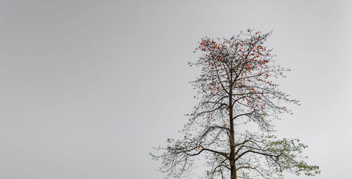 Low angle view of tree against clear sky