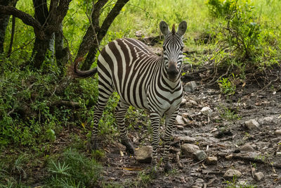 Plains zebra stands facing camera in riverbed
