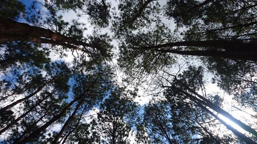 Low angle view of trees against sky