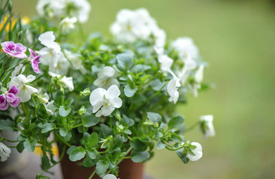 Close-up of purple flowering plant