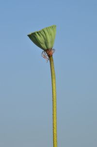 Close-up of bud against clear sky