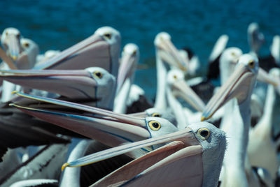 Close-up of pelicans