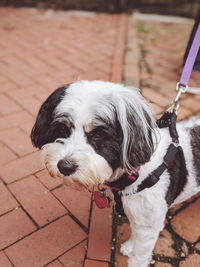 Close-up of a dog on footpath