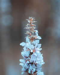 Close-up of white flowering plant