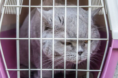 Close-up of cat in cage