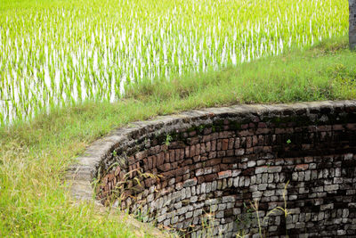 Scenic view of agricultural field