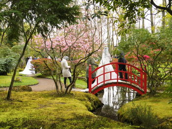 Trees in park