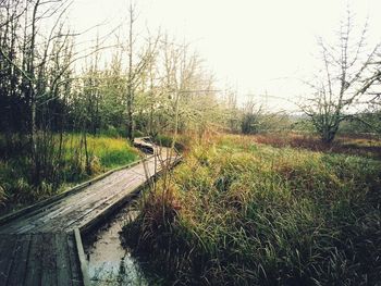 Scenic view of grassy field