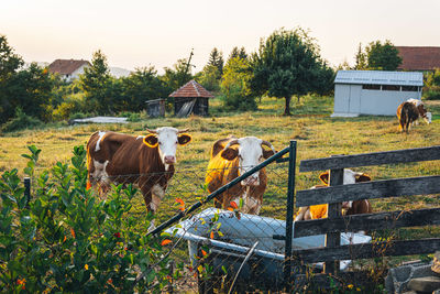 Cows standing in field