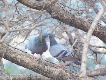 Close-up of birds perching on tree