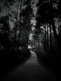 Road amidst trees in forest