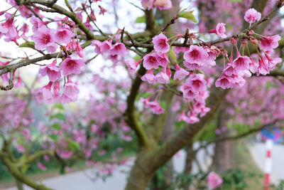 Close-up of pink cherry blossoms in spring