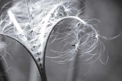 Close-up of dandelion against white background