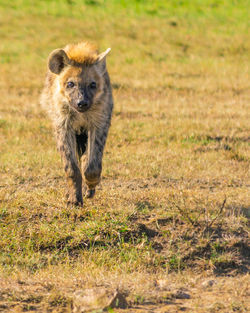 Portrait of hyena on field