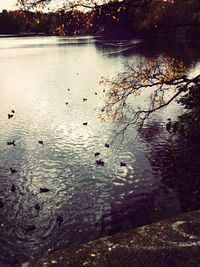 Reflection of trees in lake