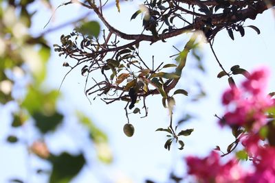 Low angle view of flowering plant