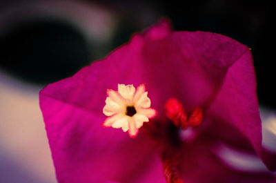 Close-up of pink flower